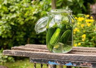 kiseli Krastavci na suncu